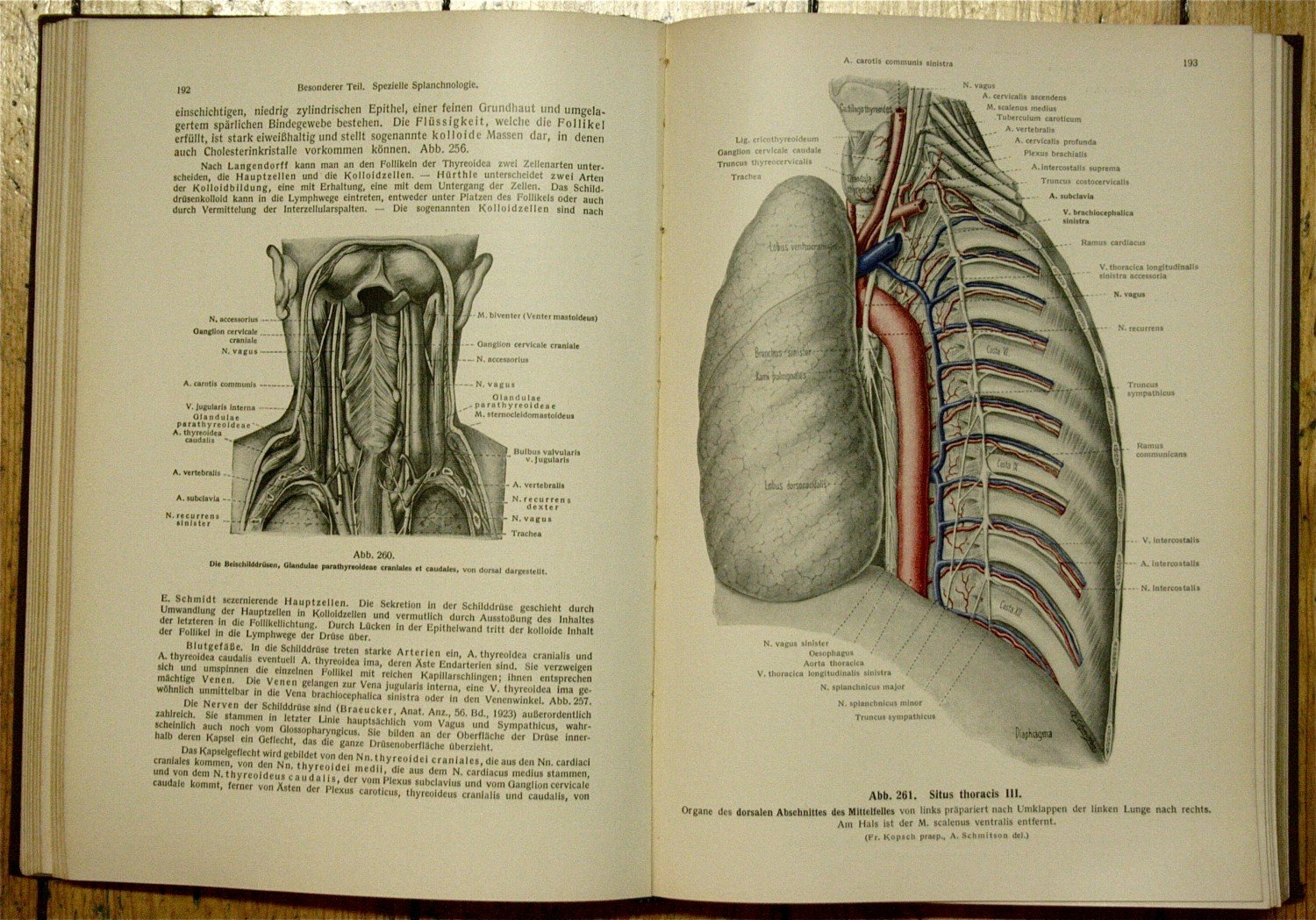 Lehrbuch und Atlas der Anatomie 2.“ (Rauber-Kopsch) – Buch antiquarisch  kaufen – A02jbJoO01ZZG